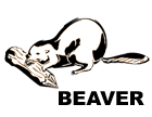 Beaver Temperament